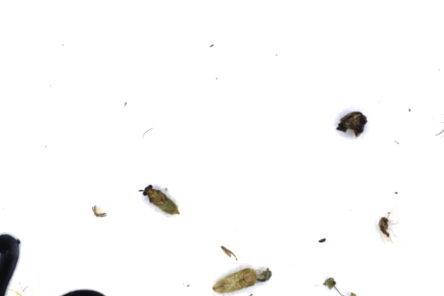 Image 15